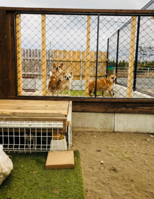 下のスペースからも犬が出ないようにしてあります。